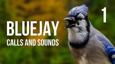 blue jay bird sounds audio